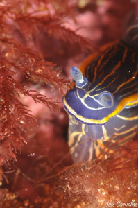 Nudibranch - Paredes do Cabo, Sesimbra. by José Carvalho 